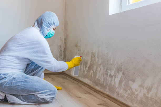 Licensed Attic Mold Removal service in Mayer, MN - WQB Mold Removal