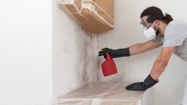 Professional Attic Mold Removal technician working in Mayer, MN