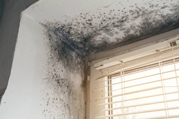 Affordable Attic Mold Removal solutions in Mayer, MN