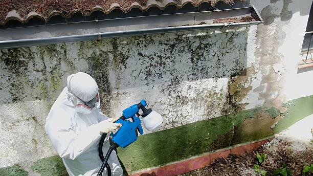 Top rated local Attic Mold Removal specialists in Mayer, MN